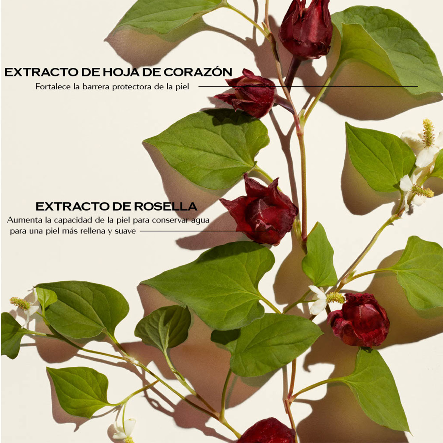 ULTIMUNE POWER INFUSING CONCENTRATE (SUERO ANTIOXIDANTE PARA ROSTRO)